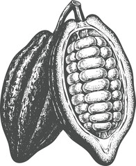 Detailed cocoa pods engraving art transparent and eps