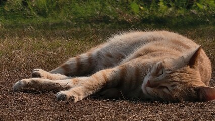 Orange Cat taking a Nap in Grassy Field with Trees Background © Premium Resource