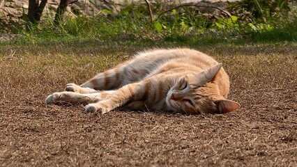 Orange and White Cat Sleeping on Grass near Lush Green Bushes © Premium Resource