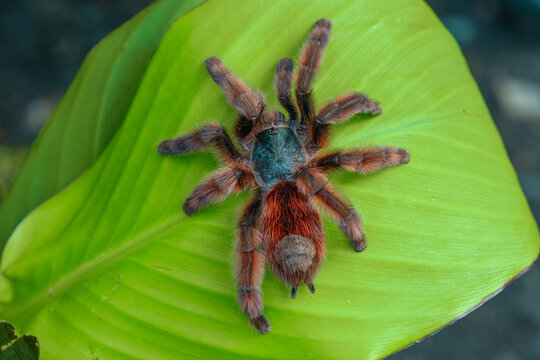 The Antilles pinktoe tarantula (Caribena versicolor), also known as the Martinique red tree spider or the Martinique pinktoe is popular as a spider pet because of its docile character and unique color
