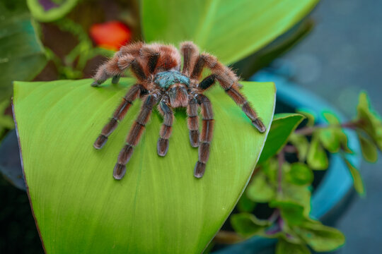 The Antilles pinktoe tarantula (Caribena versicolor), also known as the Martinique red tree spider or the Martinique pinktoe is popular as a spider pet because of its docile character and unique color