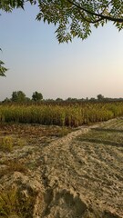 Field of Corn and Dirt Road under Clear Blue Sky with Clouds