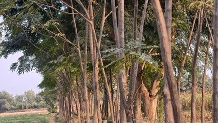 Serene Forest Path and Tall Trees against Clear Blue Sky Backdrop