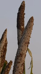 Field of Tall Grass with Three Large Brown Flowers and Blue Sky