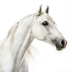 Fototapeta premium Elegant White Horse Portrait on a Clean Background