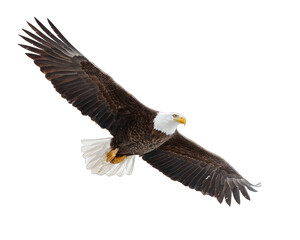 Fototapeta premium American Bald Eagle Flying | National Bird of the USA