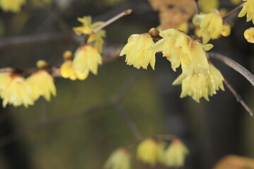 日本の初春の花、ロウバイ	