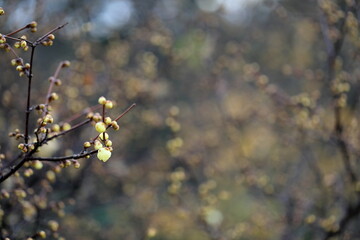 日本の初春の花、ロウバイ	