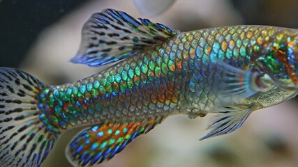 A stunningly vibrant and intricately patterned male guppy fish Poecilia reticulata gracefully swims in a freshwater aquarium showcasing its iridescent scales in brilliant shades of blue green orange .