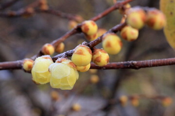 日本の初春の花、ロウバイ	