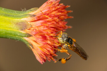 Bee, beautiful bee on a small, colorful flower in Brazil, selective focus.