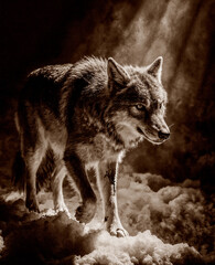 Obraz premium Oil painting of the wolf's perspective (Key Chroma)