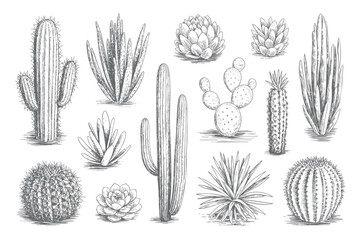 Retro botanical cactus varieties illustrated in vintage hand drawn style. © Artverza