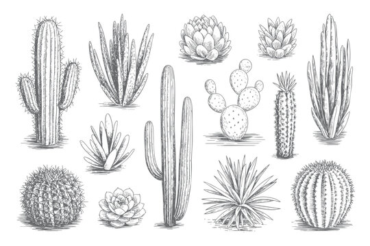Retro botanical cactus varieties illustrated in vintage hand drawn style.