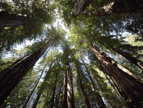 Beautiful sunlight filters through the green leaves and pine branches of trees in the forest landscape creating a natural environment filled with summer foliage and bright light - Powered by Adobe
