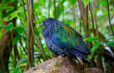 Nicobar &agrave; camail
(Caloenas nicobarica) ou Pigeon de Nicobar