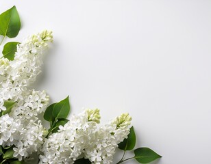 white lilac sprigs arranged in a corner border against a white background