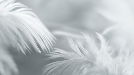 Obraz premium Soft white feathers floating together creating light and delicate abstract texture. 