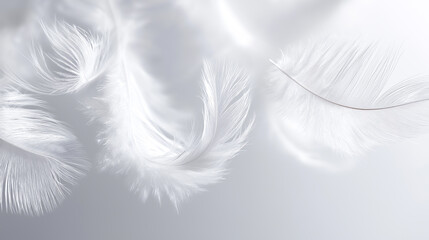 Obraz premium Soft white feathers floating together creating light and delicate abstract texture. 