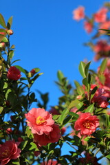 日本の冬に咲いたサザンカ