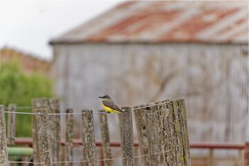 Yellow bellied bird resting on rustic fence wire