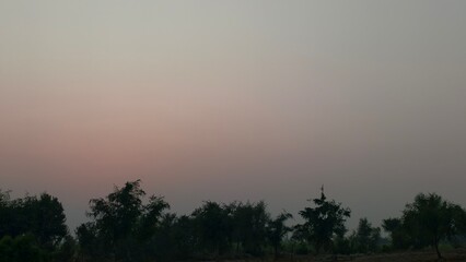 Symmetrical Two Trees against Hazy Sky Background