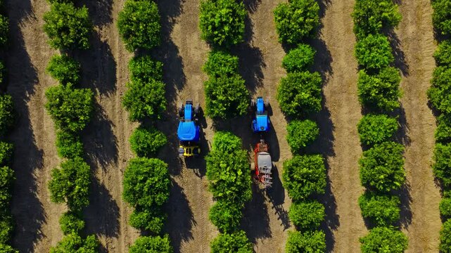 Aerial drone view of two tractors moving between rows of a citrus orchard during spraying and irrigation work. 