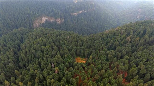 Paisaje boscoso en el Parque Nacional Izta-Popo, M&eacute;xico.