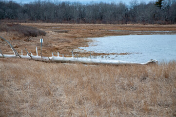 reeds in the water