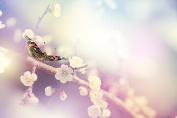 Sakura tree blossom and butterfly, flowers blooming in spring fabulous garden, mysterious fairy tale springtime floral sunny background with white cherry bloom, beautiful nature landscape.