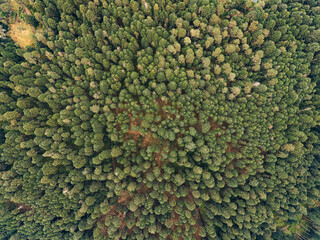 Paisaje boscoso en el Parque Nacional Izta-Popo, M&eacute;xico.