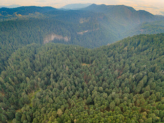 Paisaje boscoso en el Parque Nacional Izta-Popo, M&eacute;xico.