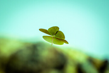 A tiny shamrock clover seedling stands upright against a soft turquoise backdrop. The macro shot highlights vivid green leaves, delicate texture, and a calm, natural mood. © Nicolas Ospina