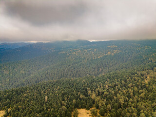 Paisaje boscoso en el Parque Nacional Izta-Popo, M&eacute;xico.