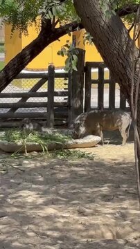 Two wild pigs, one lying down, are eating out of a trough in a sandy enclosure near a wooden fence and building. Tree branches frame the scene.