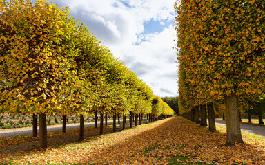 Herbstliche Lindenallee im Park von Schloss Augustusburg