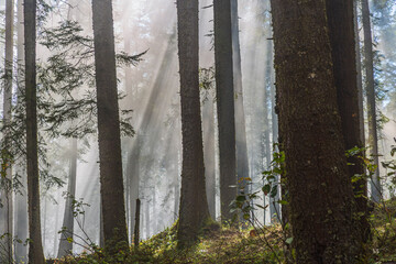 Wooded landscape in Izta-Popo National Park, Mexico.