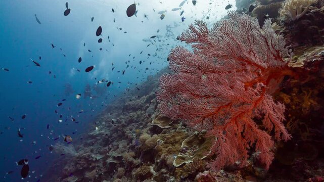 Underwater shot of SCUBA Divers and bright red Sea Fan with thousands of tropical fish on coral reef
