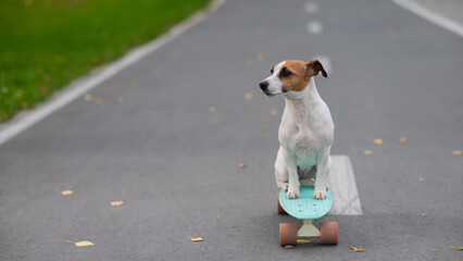 A Jack Russell Terrier rides a penny board in an autumn park.