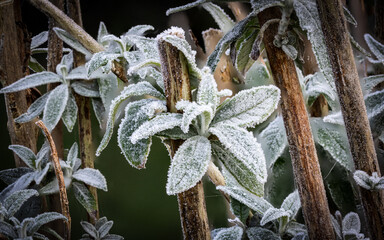 Frosted leaves from a buddleia bush in an English winter garden.