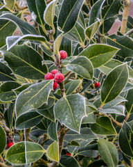 Holly berries on a frosty day. Macro image 