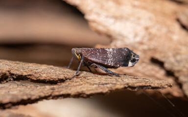 Planthopper on the bark  © Sergei