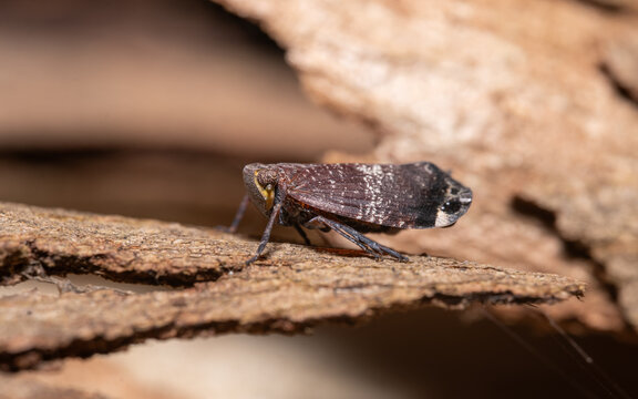 Planthopper	on the bark
