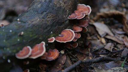 Wild Orange Bracket Fungi Growing on a Mossy Log in the Forest