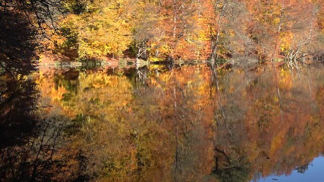 Autumn trees with yellow orange red leaves reflecting in calm lake water by forest. Colorful fall foliage creating scenic natural landscape with vibrant seasonal colors.