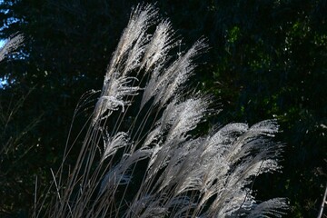 Japanese pampas grass spikes shining in the winter light. Japanese pampas grass is a perennial plant of the Poaceae family native to East Asia.