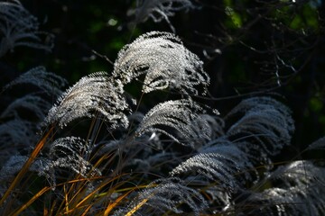 Japanese pampas grass spikes shining in the winter light. Japanese pampas grass is a perennial plant of the Poaceae family native to East Asia.