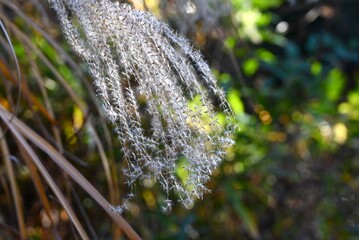 Japanese pampas grass spikes shining in the winter light. Japanese pampas grass is a perennial plant of the Poaceae family native to East Asia.