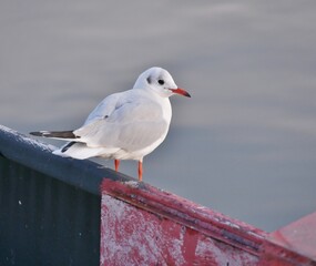 Lachm&ouml;we in Sassnitz auf Ponton vor Ostsee