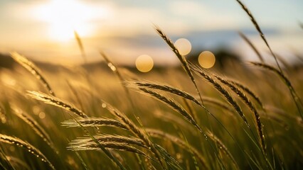 Golden Hour Sunlight Illuminates Tall Grasses Swaying Gently in the Breeze.
